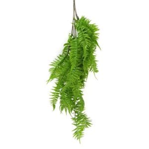 Planta Colgante Helecho Pluma de Avestruz 80 cm