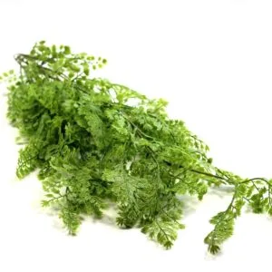 Planta Colgante Cilantro 80 cm