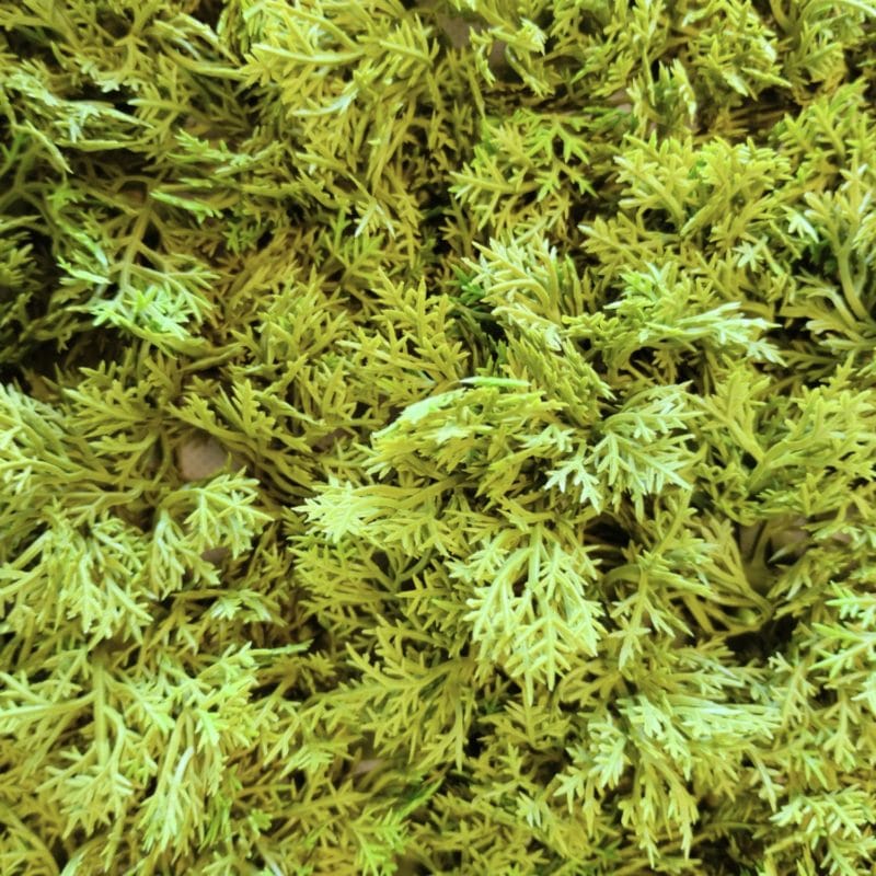 Deluxe moss detalle