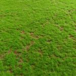 Detalles del musgo Light Green Moss