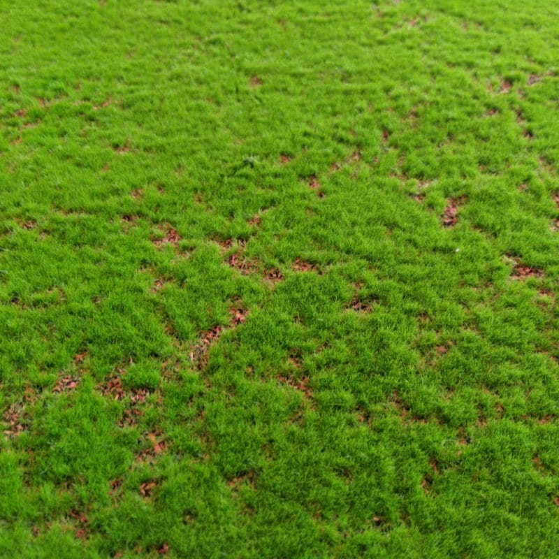 Detalles del musgo Light Green Moss