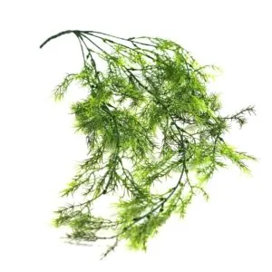 Planta de endro pendente de 80 cm