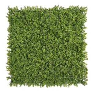 Gold Moss
