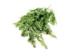 Planta Colgante Helecho Dorado 80 cm