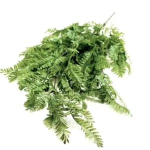 Planta Colgante Helecho Dorado 80 cm