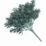 Hojas de ciprés verde oscuro tumbado