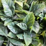  Exotic Artificial Vertical Garden in detail