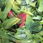 Details of the Exotic artificial vertical garden