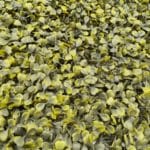 Liquidación deluxe boj antiguo en detalle