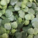 Detail eines vertikalen Eukalyptusgartens