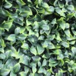 Jardín Vertical Ficus en detalle