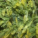 jardín vertical Artificial Helecho dorado detalles