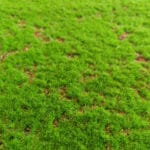 Musgo Light Green Moss en detalle