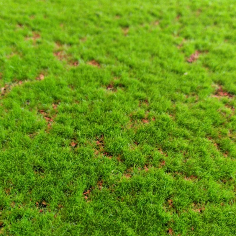 Musgo Light Green Moss en detalle