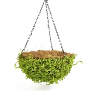 Cesta colgante de hiedras