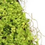 Musgo moss panel details