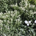 Der neue vertikale Garten Blosson im Detail