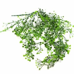 Planta Colgante Perla de Agua 80cm