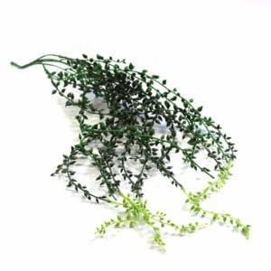 Planta Colgante Rosario 80cm