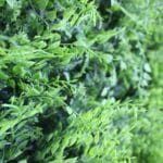 Mediterranean Artificial Vertical Garden details
