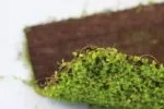 Delicate Moss Moss backing