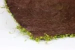 Delicate Moss Panels