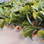 Valla de ocultación verde clara