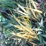 Jardín Vertical Artificial Savana en detalle