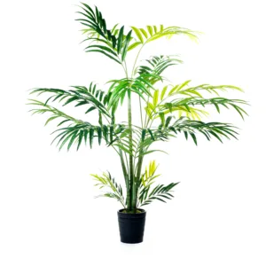 Planta Kentya 196 cm, 230 cm