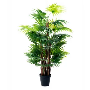 Planta Palmito 140 cm, 180 cm