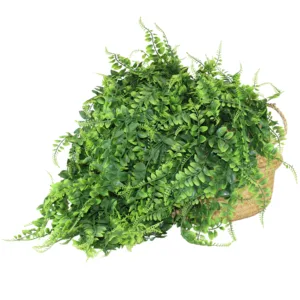 Hanging Curry Tree Plant 80cm. PACK OF 5 UNITS.