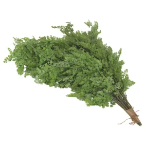 Planta Colgante Cilantro 80 cm. PACK DE 5 UNIDADES