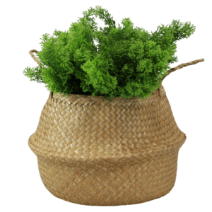 Rama de Goldfish Green PACK DE 5 UNIDADES