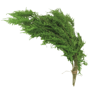 Planta Colgante Helecho 80 cm. PACK DE 5 UNIDADES