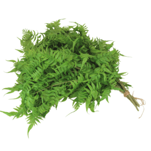 Goldfarn Hängepflanze 80 cm. PACKUNG MIT 5 EINHEITEN 