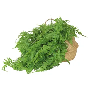 Planta Colgante Helecho Pluma de Avestruz 80 cm. PACK DE 5 UNIDADES