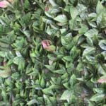 Details of the New Oasis artificial vertical garden