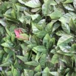 New Oasis Artificial Vertical Garden in detail