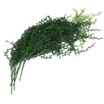 Planta Colgante Rosario 80cm- PACK DE 5 UNIDADES