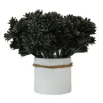 Roseta Oscura 1008029