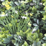 Jardín Vertical Jasmine detalle