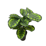 Calathea-artificial Planta artificial Calathea de 70 cm