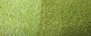 When artificial grass is installed against the grain, different colors are noticeable.