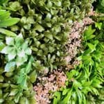 Detalles Jardín Vertical Fresh Garden Jardín Vertical Fresh Garden en detalle