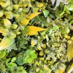 Le jardin vertical Fenix ​​Frame en détail