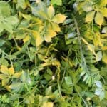 jardín vertical summer garden