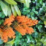 Jardín Vertical Sunset detalle