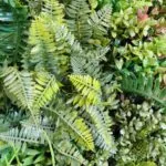 Détails du jardin vertical Green Nature 