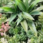 Jardín Vertical Urban Jungle en detalle