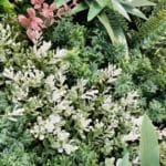 Plantes du jardin vertical Urban Jungle 